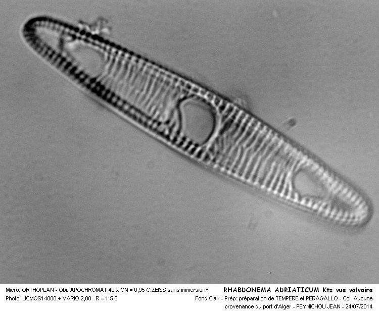 RHABDONEMA ADRIATICUM Ktz. vue valvaire #38294