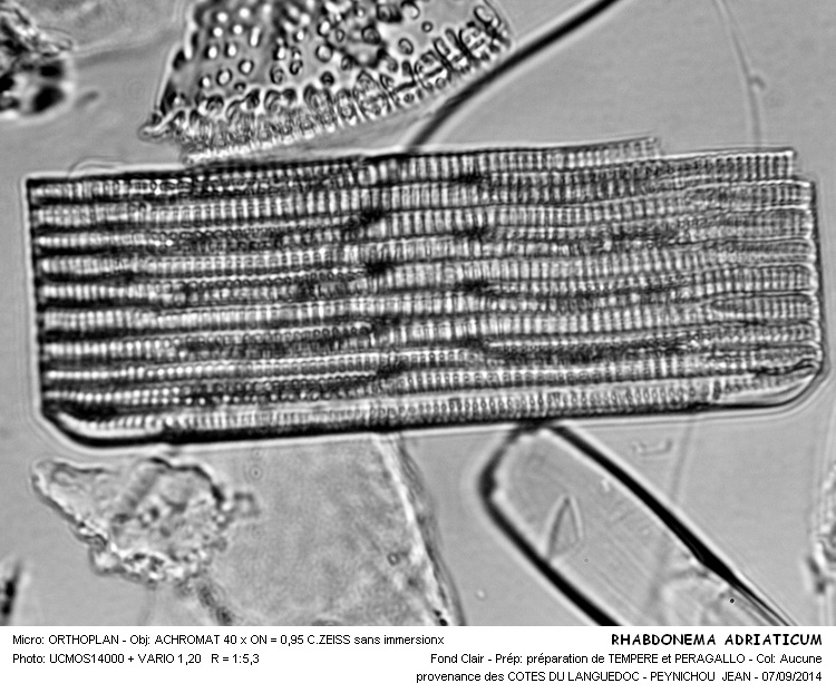 RHABDONEMA ADRIATICUM Ktz. vue valvaire #38817