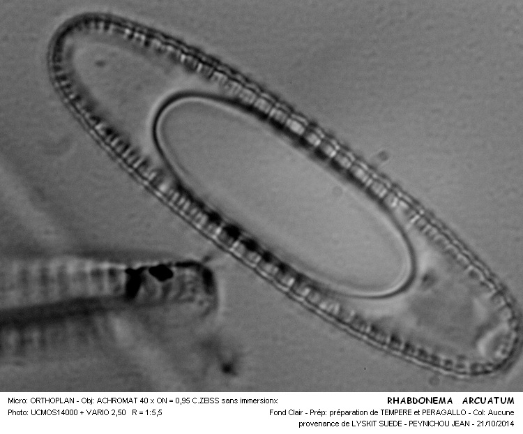 Rhabdonema arctuatum #39476