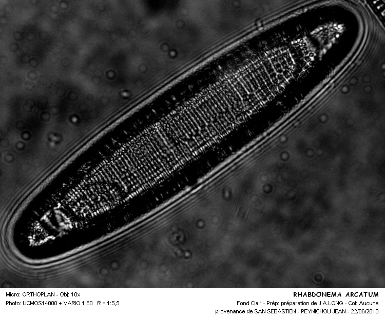 Rhabdonema arctuatum #32429