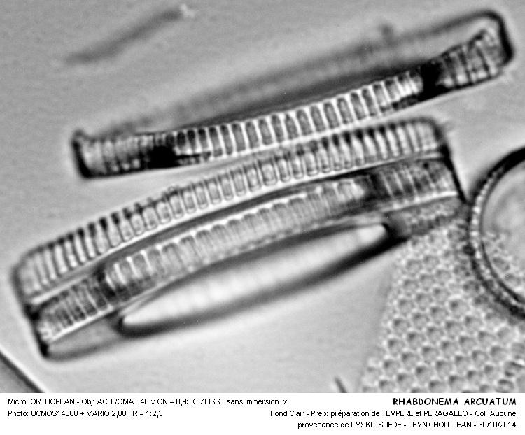 Rhabdonema arctuatum #39547