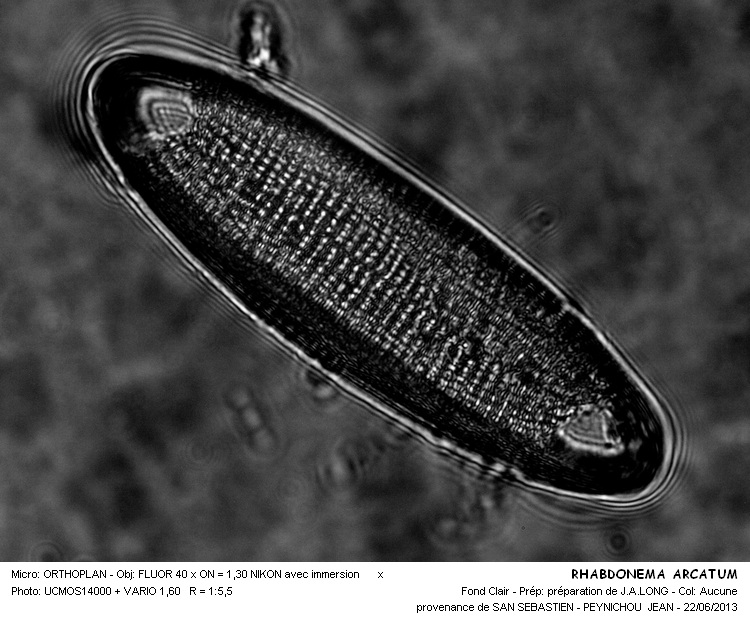 Rhabdonema arctuatum #32427