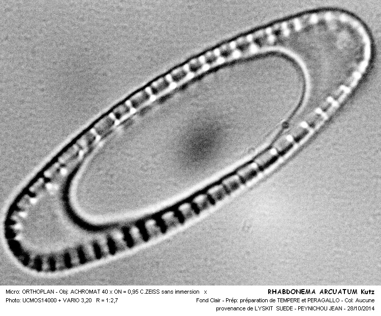Rhabdonema arctuatum #39514