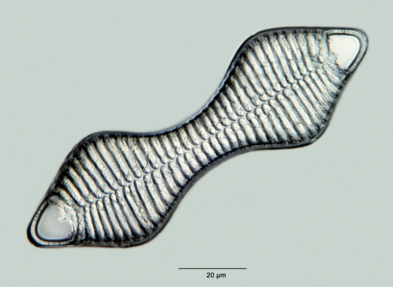 Rhabdonema biquadratum Brun #29506