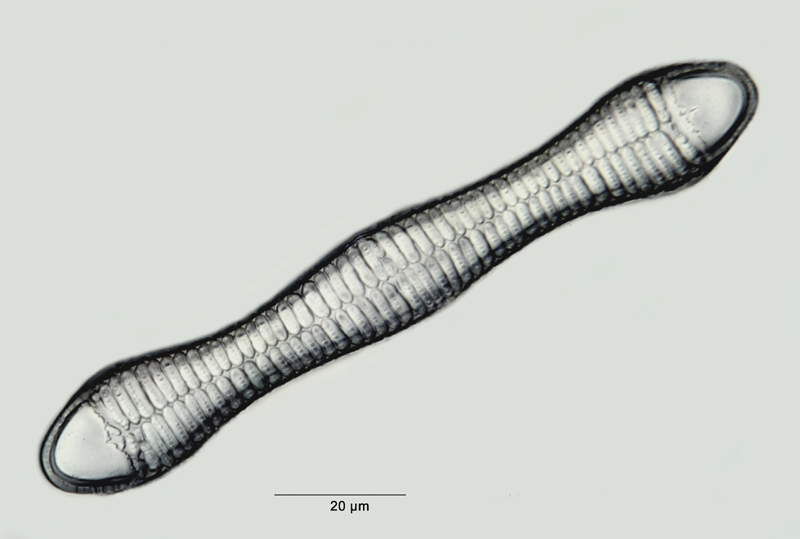 Rhabdonema japonicum var. sparsicostata Tp. et Br. #33330