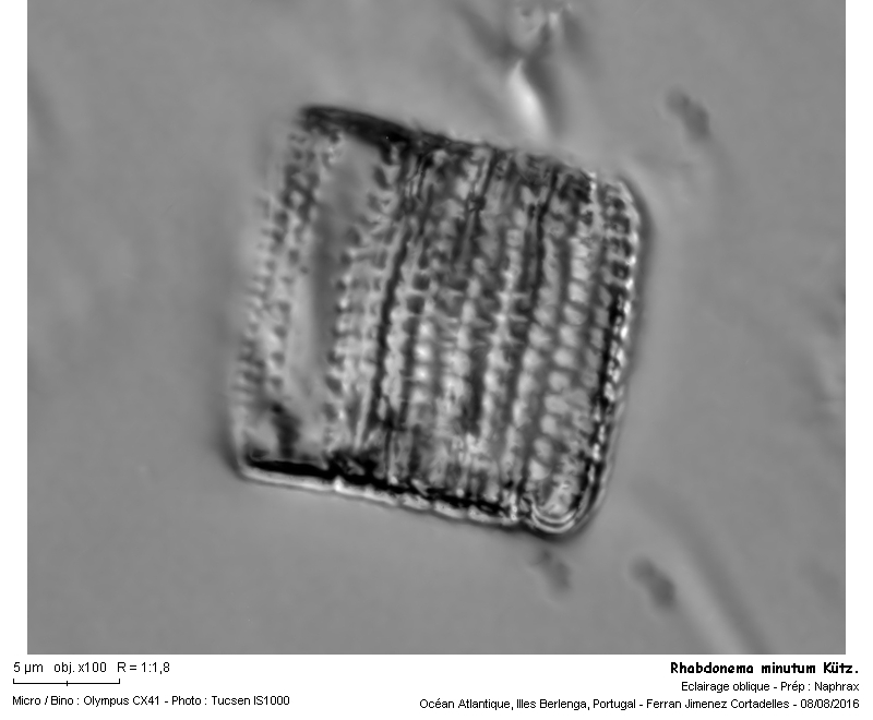 Rhabdonema minutum Kützing #47053