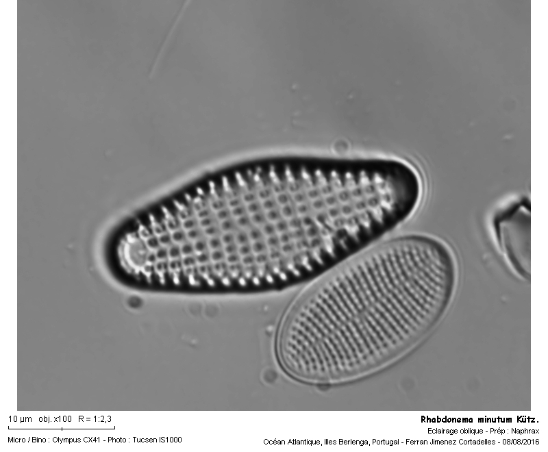 Rhabdonema minutum Kützing #47050