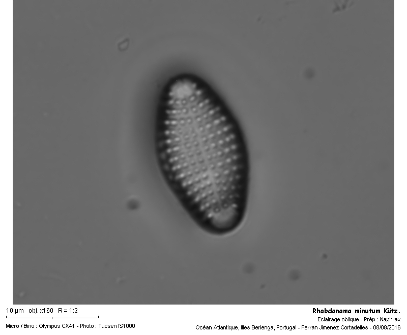 Rhabdonema minutum Kützing #47049
