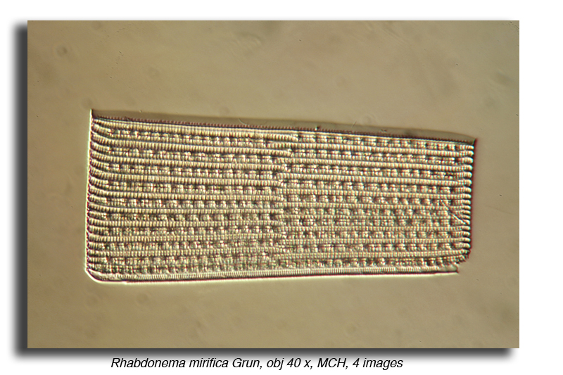 Rhabdonema mirifica Grün #20256