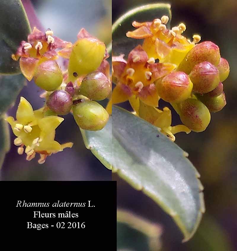 Rhamnus alaternus #44035
