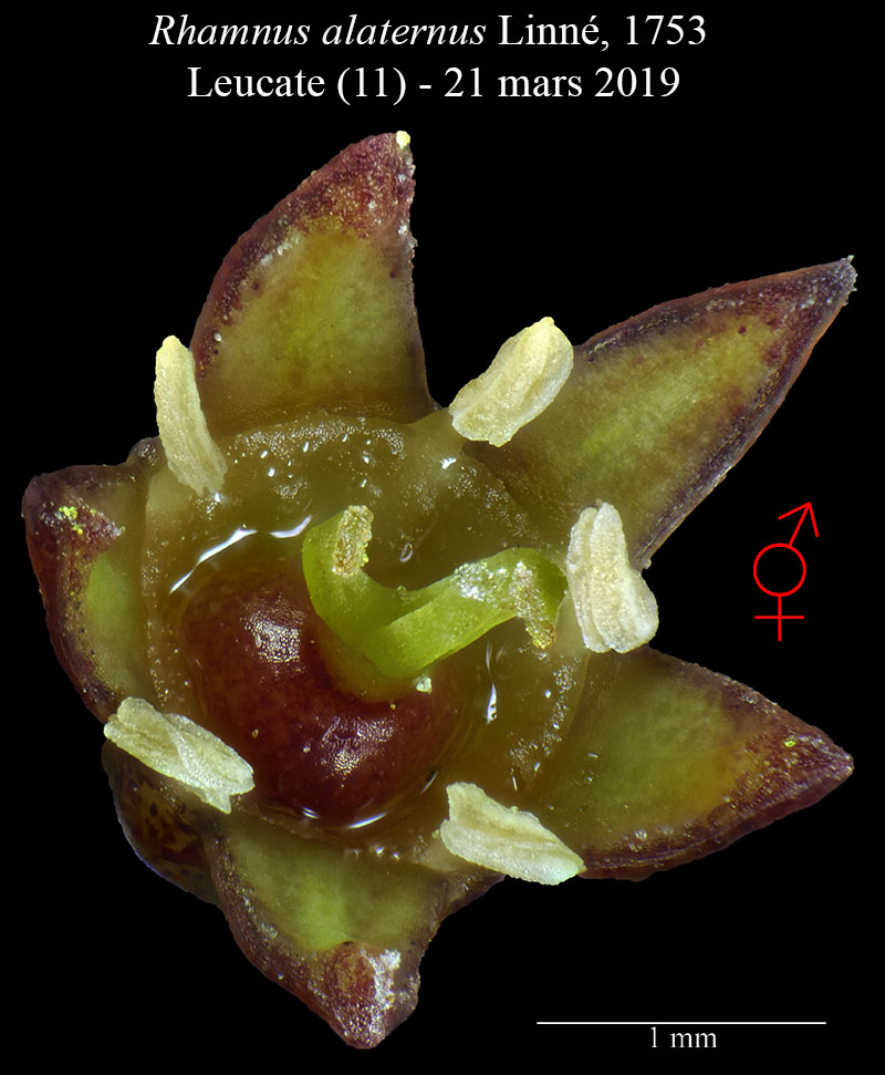 Rhamnus alaternus #58542