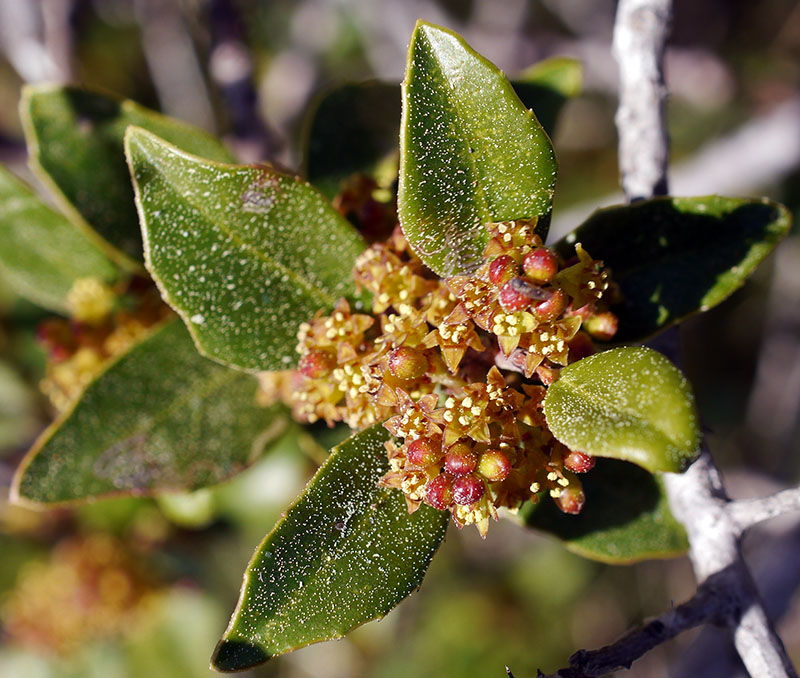 Rhamnus alaternus #58539