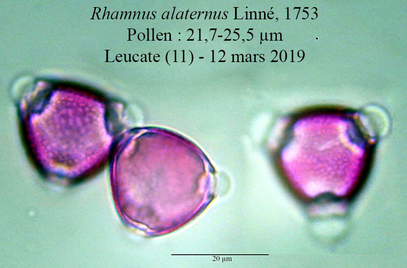 Rhamnus alaternus #58547