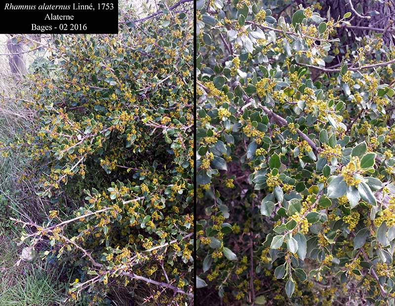 Rhamnus alaternus #44034