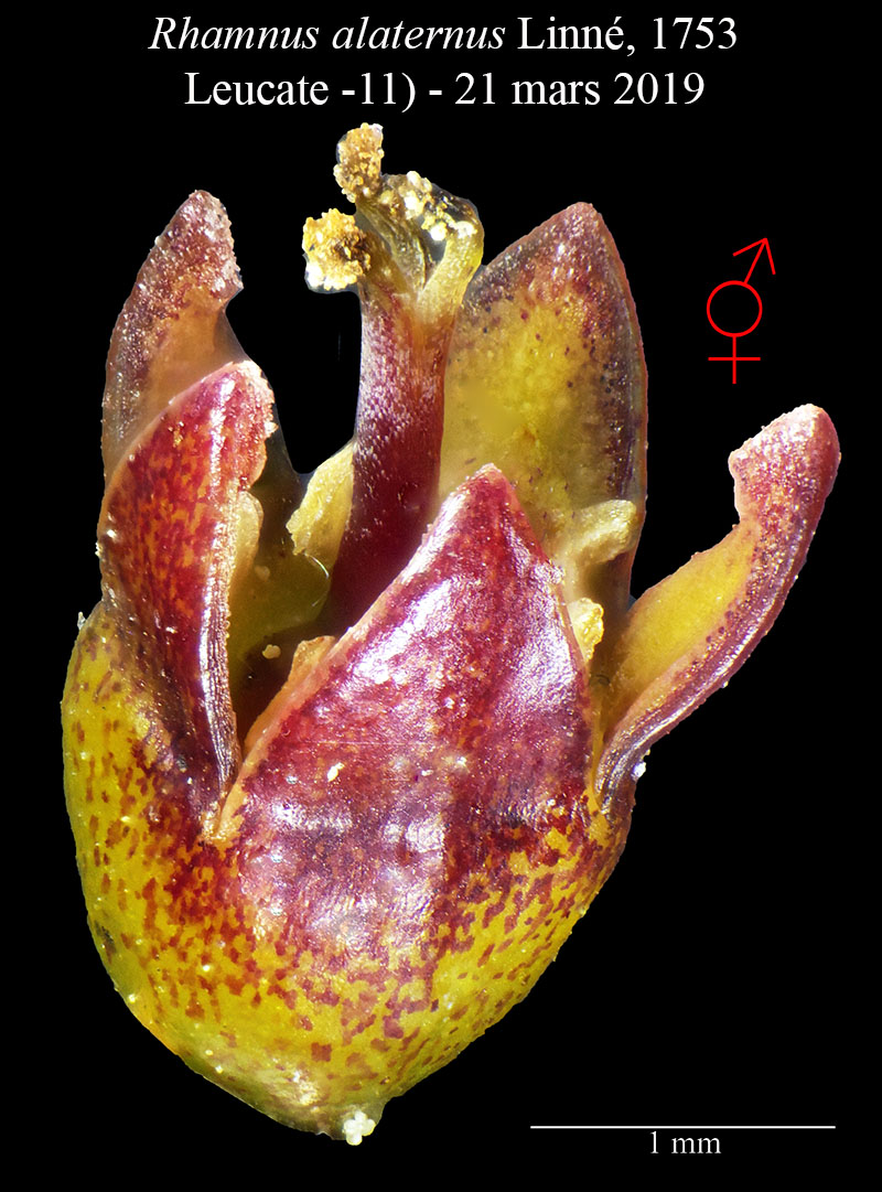 Rhamnus alaternus #58543