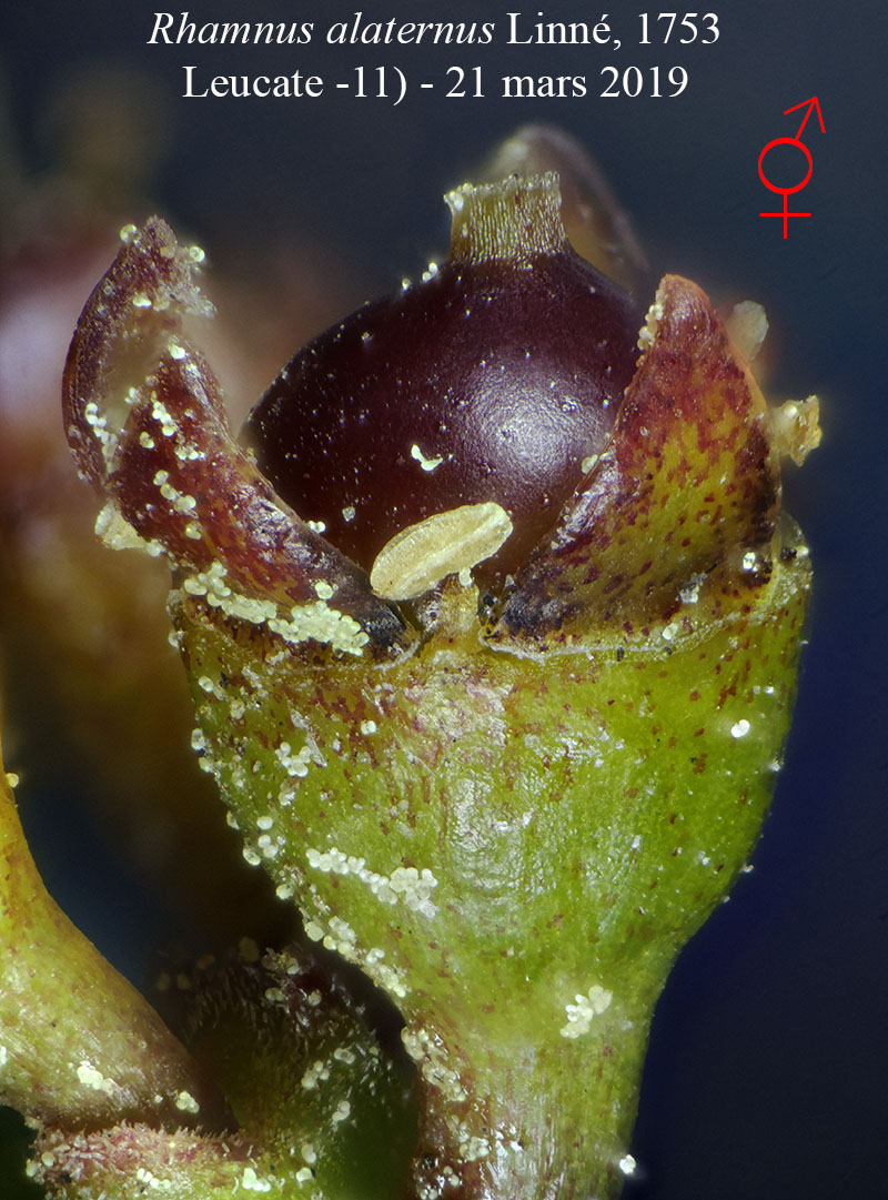 Rhamnus alaternus #58544