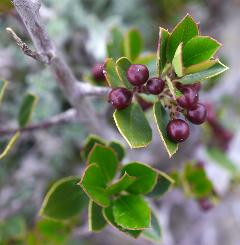 Rhamnus alaternus #66802