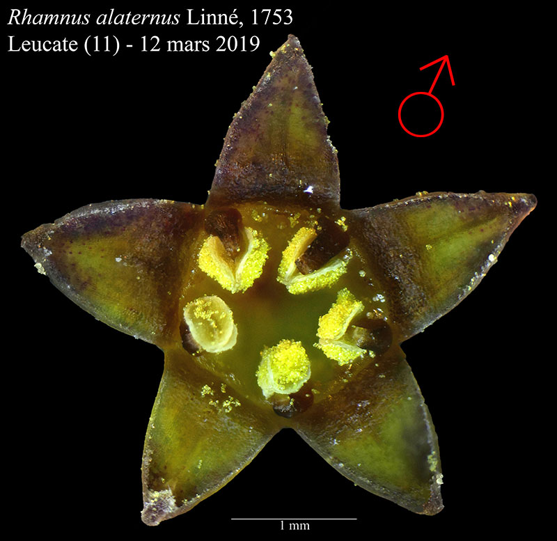 Rhamnus alaternus #58540