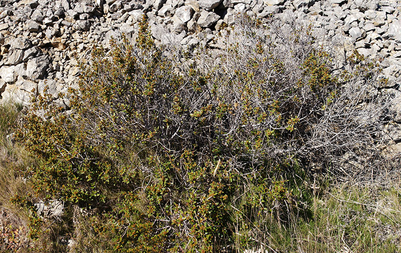 Rhamnus alaternus #58538