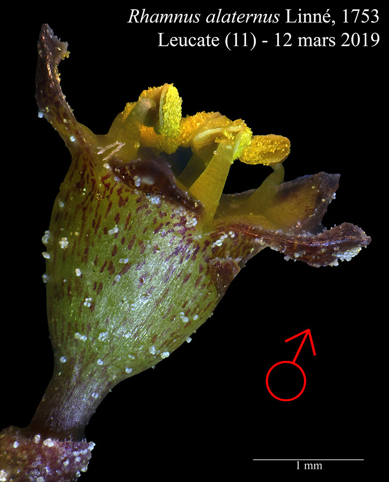 Rhamnus alaternus #58541