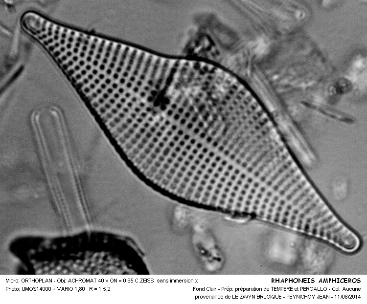 RHAPHONEIS AMPHICEROS #38490