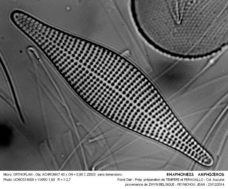 RHAPHONEIS AMPHICEROS #40170