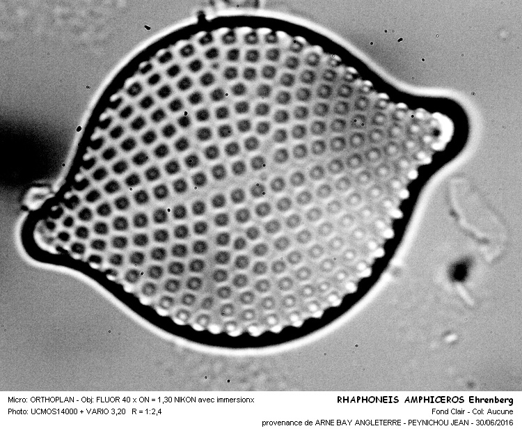 RHAPHONEIS AMPHICEROS Ehrenberg #45928