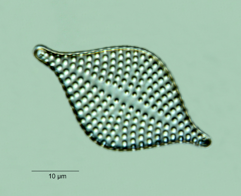 Rhaphoneis amphiceros var. rhombica Grun. #18233