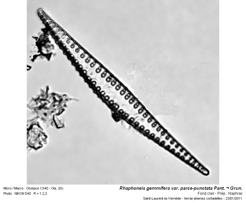 Rhaphoneis gemmifera var. parce punctata Pant. & Grun. #20362