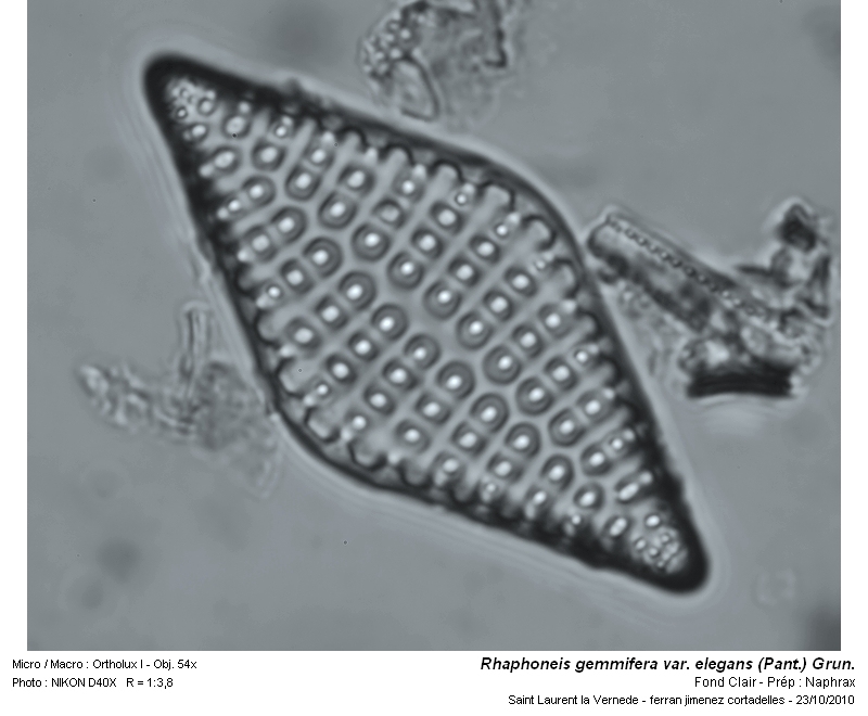 Rhaphoneis gemmifera var. elegans (Pant.) Grun. #18671