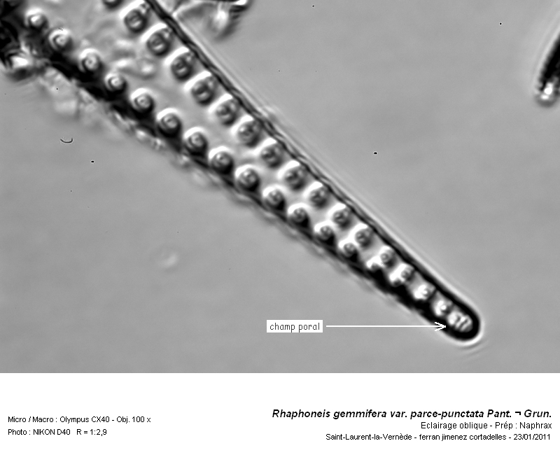 Rhaphoneis gemmifera var. parce punctata Pant. & Grun. #20364
