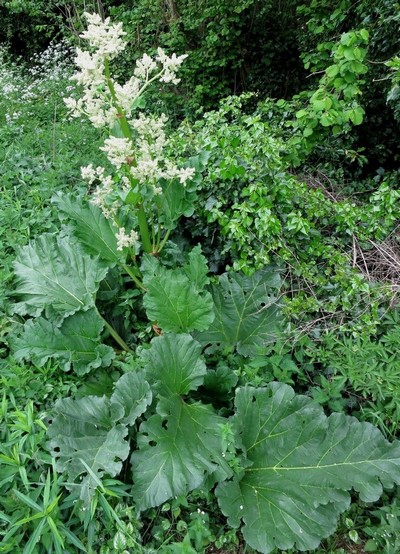 Rheum Rhaponticum #31109