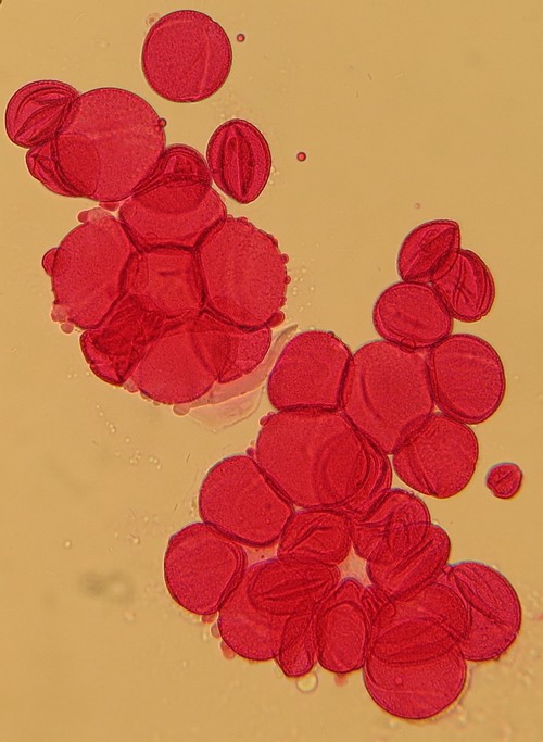 Rheum Rhaponticum #31111