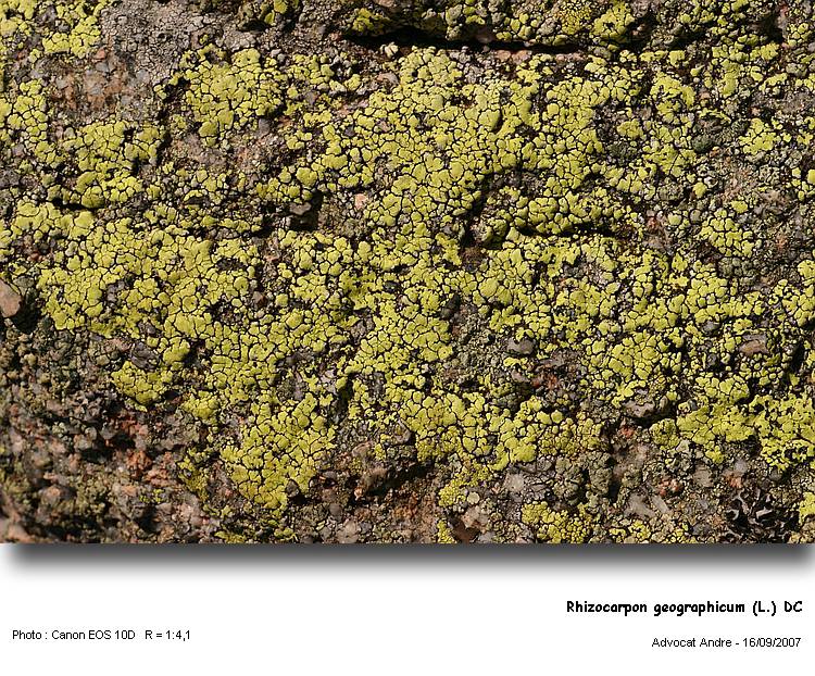 Rhizocarpon geographicum (L.) DC     Lichen Carte géographiq #82