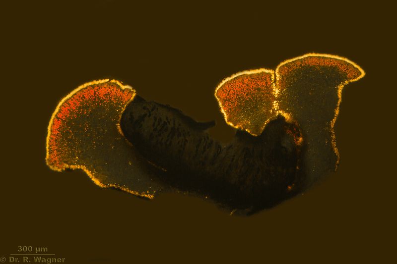 Rhizocarpon lecanorinum #53574