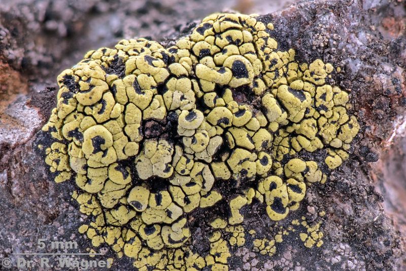 Rhizocarpon lecanorinum #53570