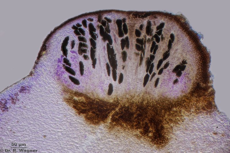 Rhizocarpon lecanorinum #53572