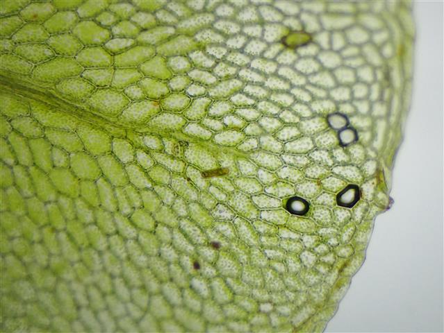 Rhizomnium magnifolium (Horik.) T.J.Kop. #61130