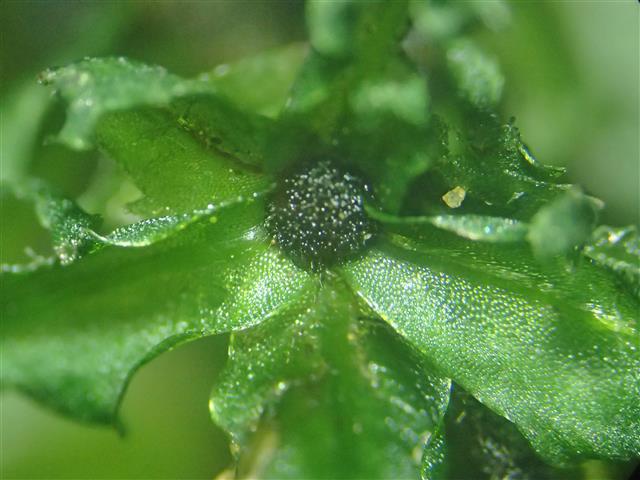 Rhizomnium magnifolium (Horik.) T.J.Kop. #61131