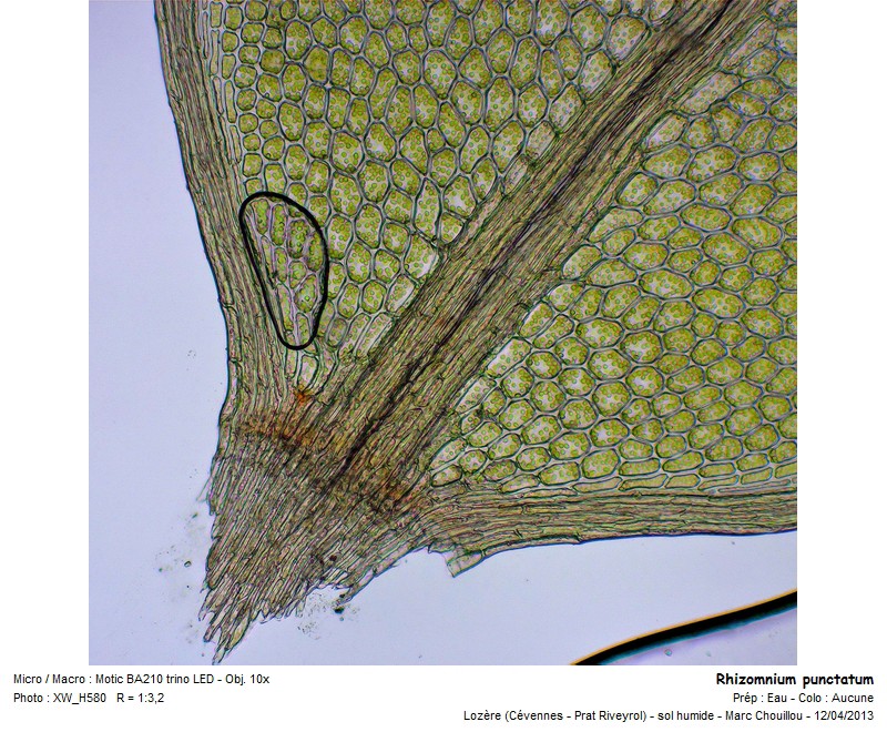 Rhizomnium punctatum (Hedw.) T. J. Kop. #35874