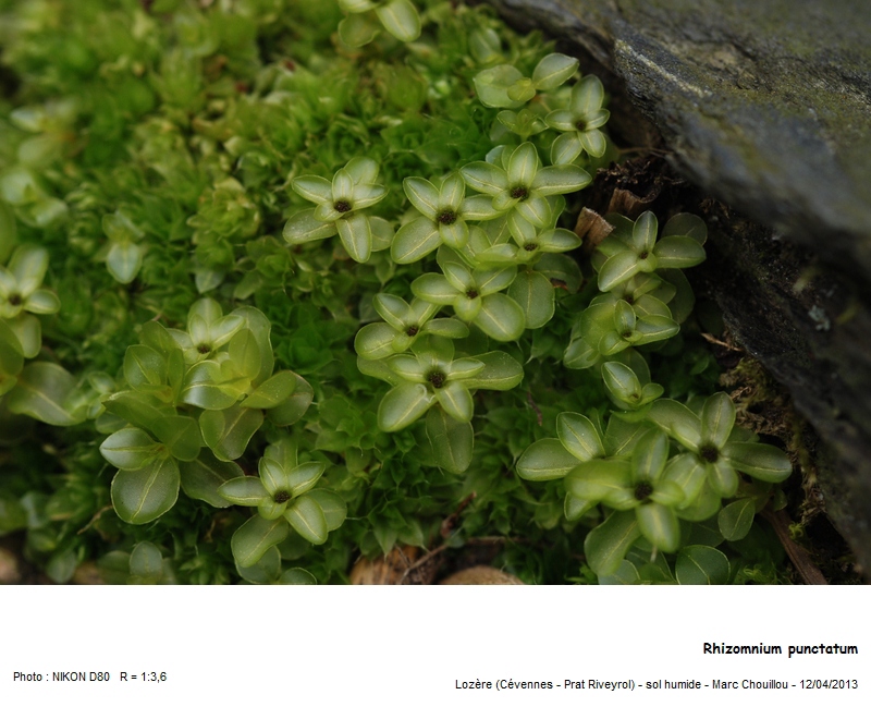 Rhizomnium punctatum (Hedw.) T. J. Kop. #35869