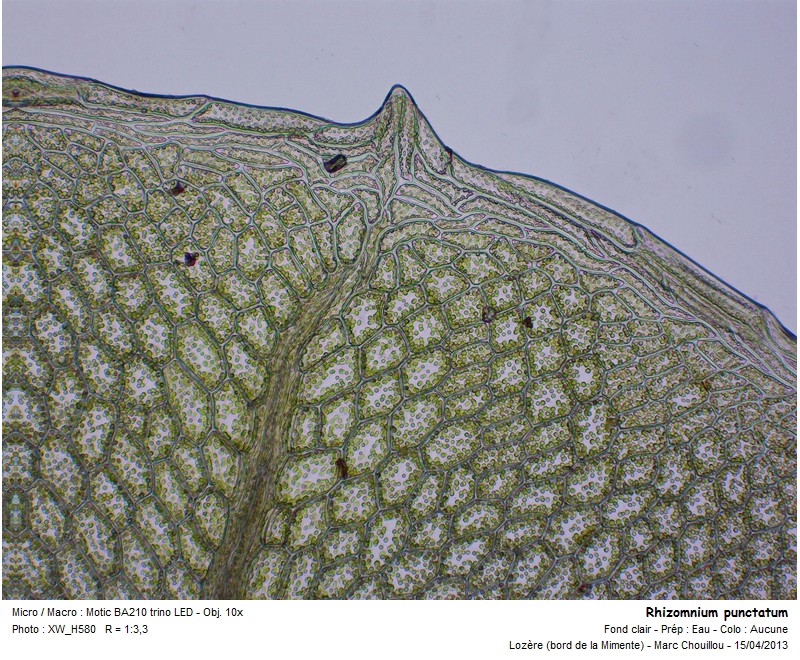Rhizomnium punctatum (Hedw.) T. J. Kop. #35875