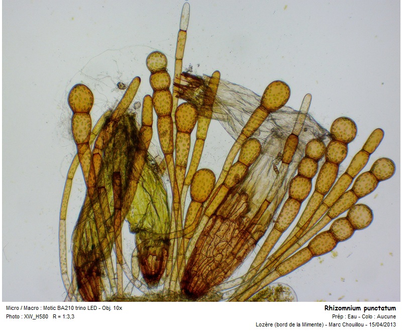 Rhizomnium punctatum (Hedw.) T. J. Kop. #35876