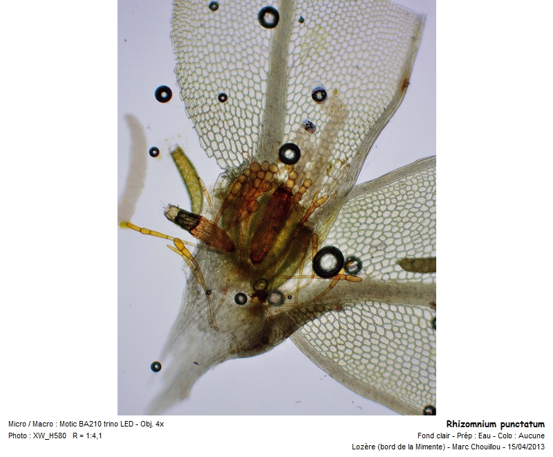 Rhizomnium punctatum (Hedw.) T. J. Kop. #35871