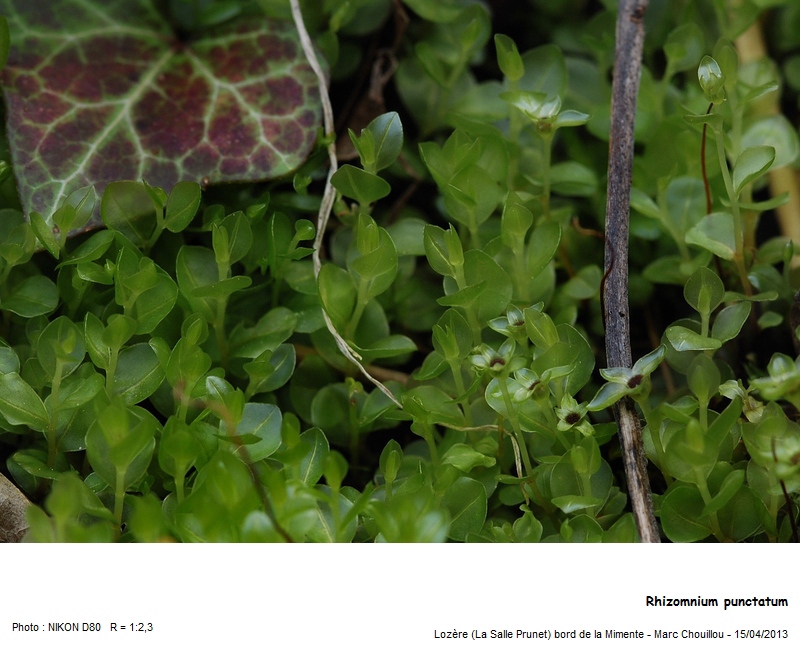 Rhizomnium punctatum (Hedw.) T. J. Kop. #35868