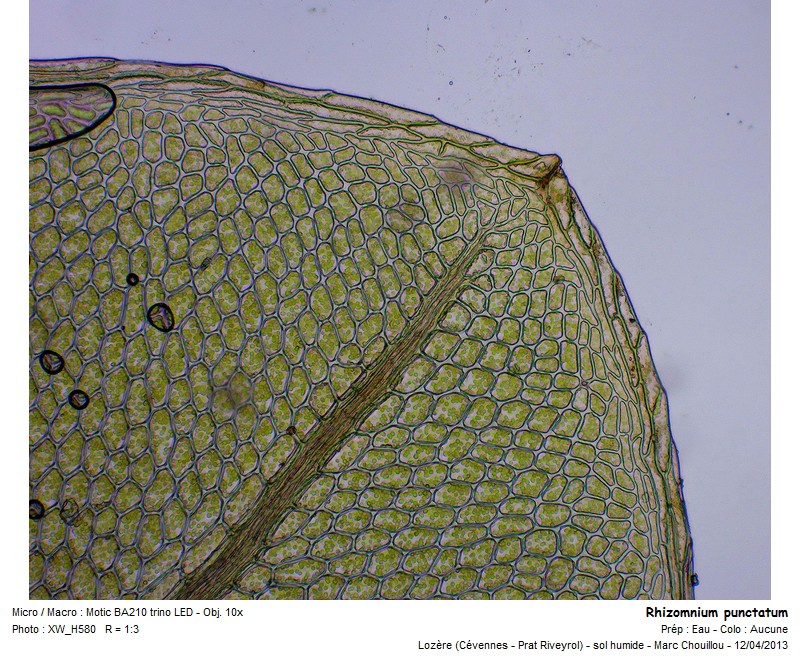 Rhizomnium punctatum (Hedw.) T. J. Kop. #35873