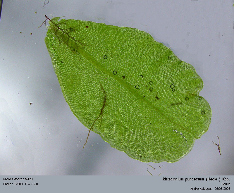 Rhizomnium punctatum (Hedw.) Kop.  (Mniacée) #5253