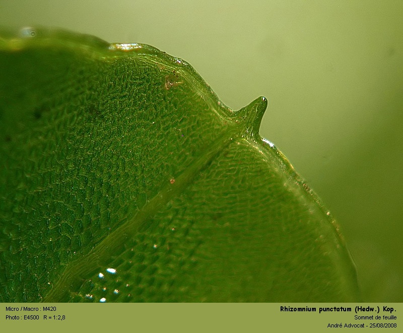 Rhizomnium punctatum (Hedw.) Kop.  (Mniacée) #5254