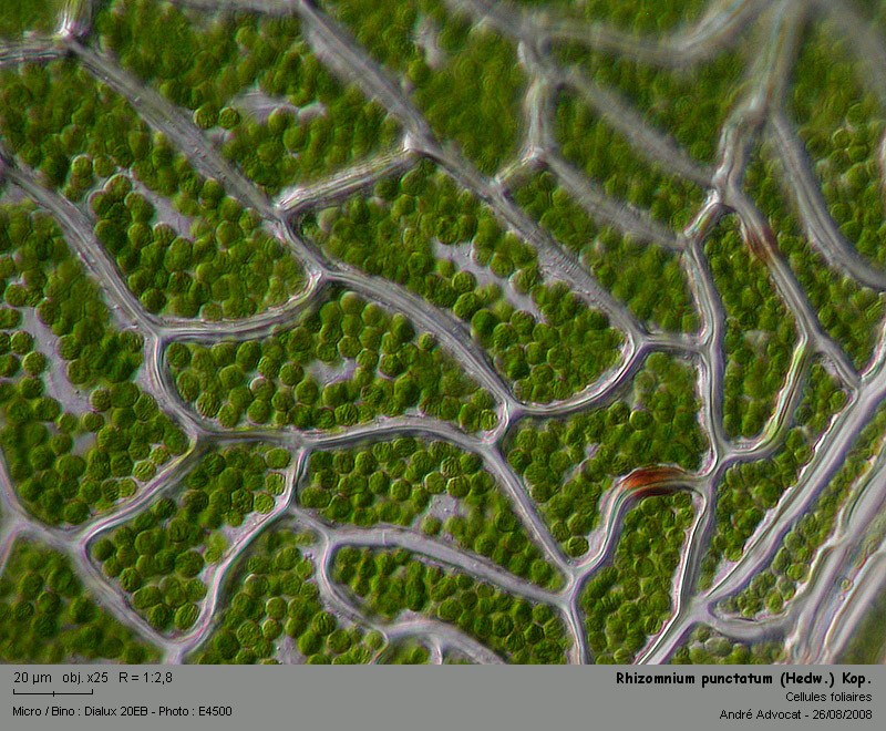 Rhizomnium punctatum (Hedw.) Kop.  (Mniacée) #5259