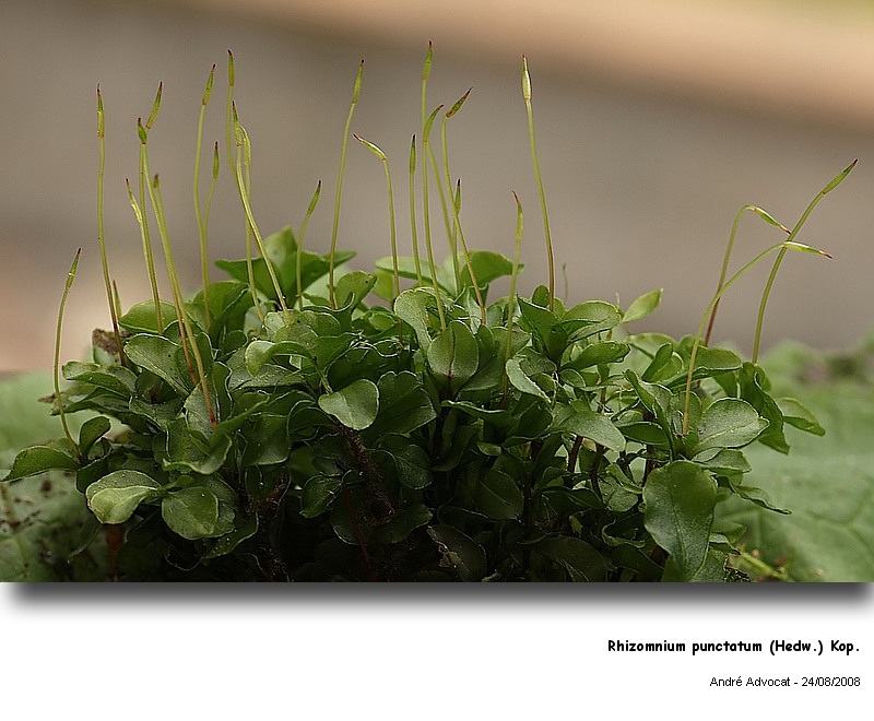 Rhizomnium punctatum (Hedw.) Kop.  (Mniacée) #5252